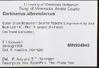 Cortinarius alboviolaceus image