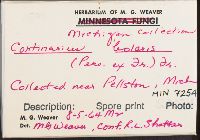 Cortinarius bolaris image