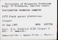 Cortinarius anomalus image