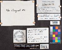 Cortinarius anomalus image