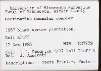 Cortinarius anomalus image
