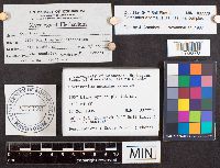 Cortinarius anomalus image