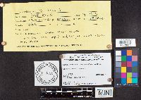 Cortinarius atkinsonianus image