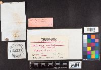 Cortinarius armillatus image