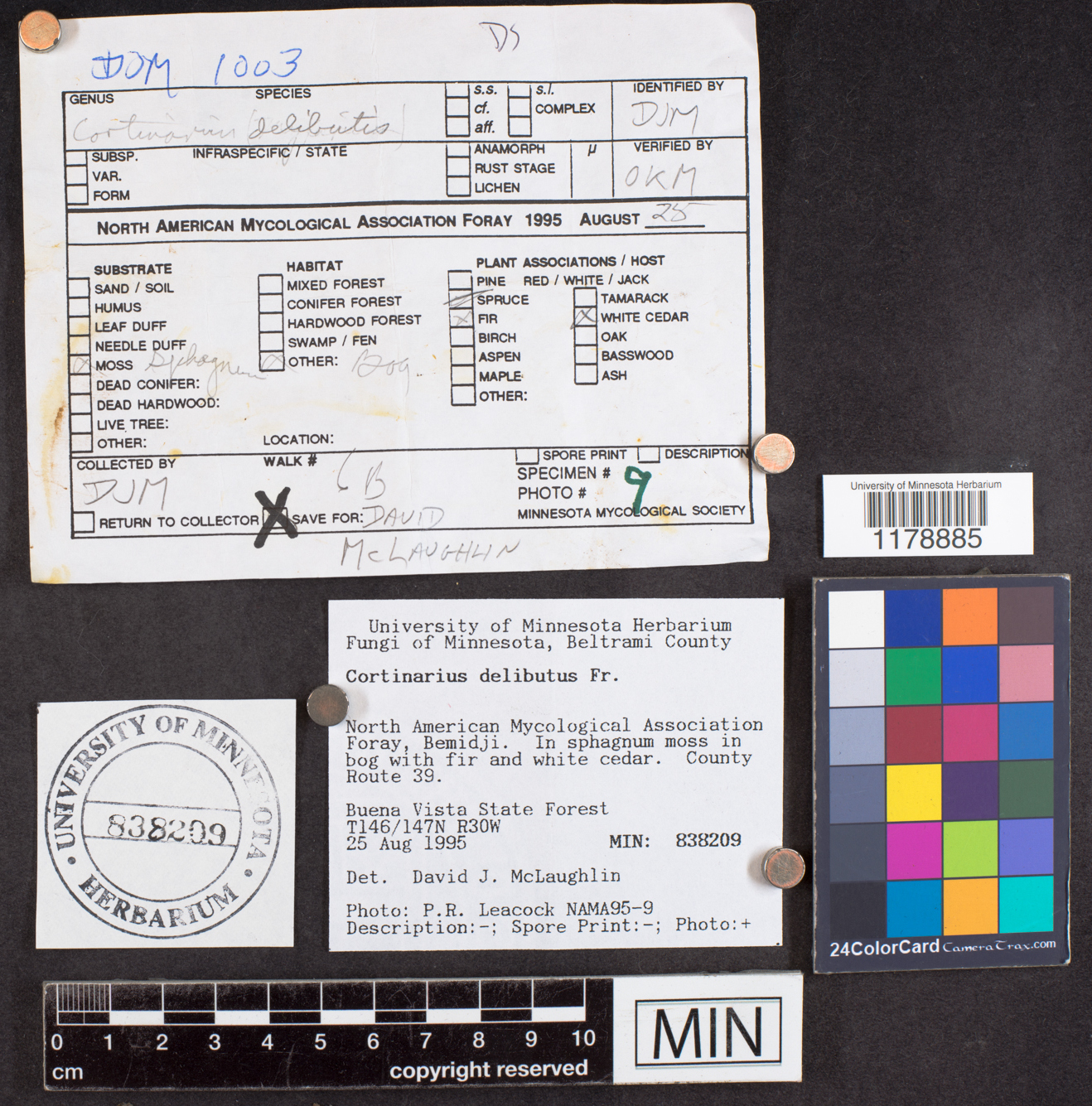 Cortinarius delibutus image