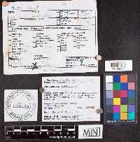 Media resource of Cortinarius delibutus