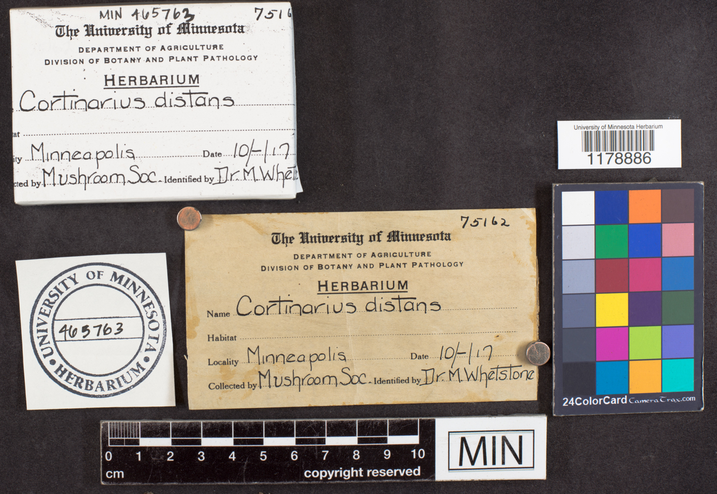 Cortinarius distans image