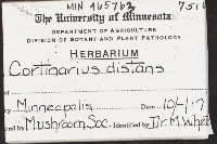 Cortinarius distans image