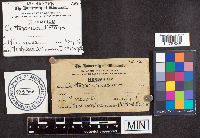 Media resource of Cortinarius distans