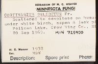 Cortinarius delibutus image