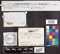 Cortinarius delibutus image