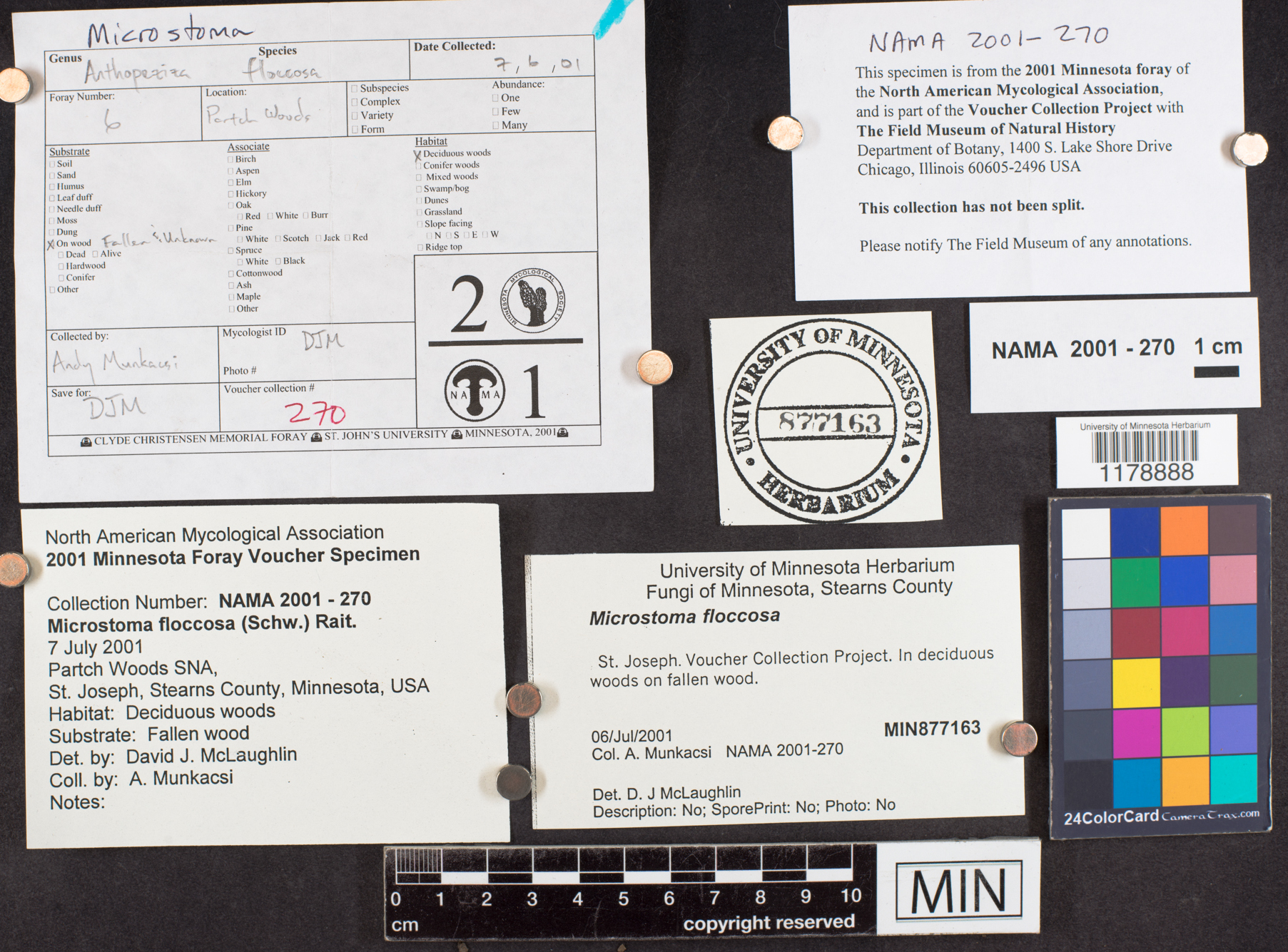Microstoma floccosum image