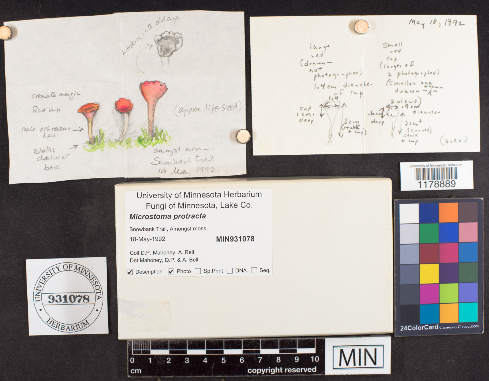 Microstoma protracta image