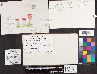 Microstoma protracta image