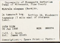 Mitrula elegans image