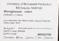 Microglossum rufum image