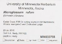 Microglossum rufum image