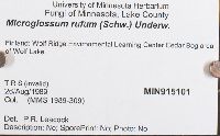 Microglossum rufum image