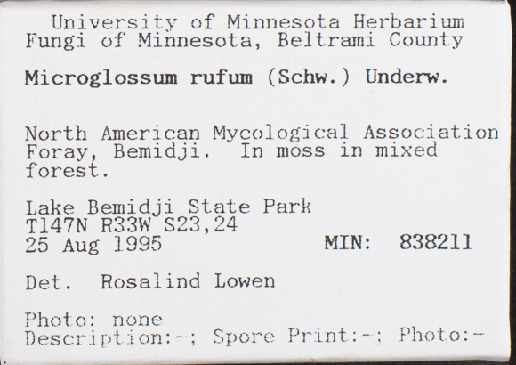 Microglossum rufum image
