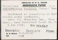 Microstoma floccosum image