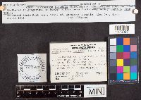 Microstoma floccosum image