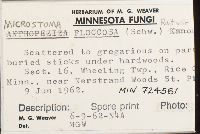Microstoma floccosum image