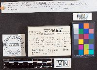 Microstoma floccosum image