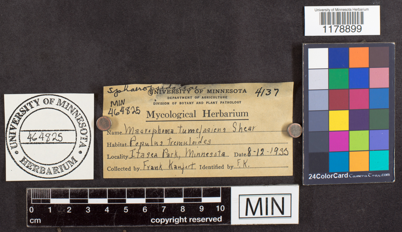 Macrophoma tumefaciens image