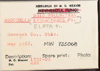 Morchella elata image