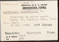 Morchella elata image