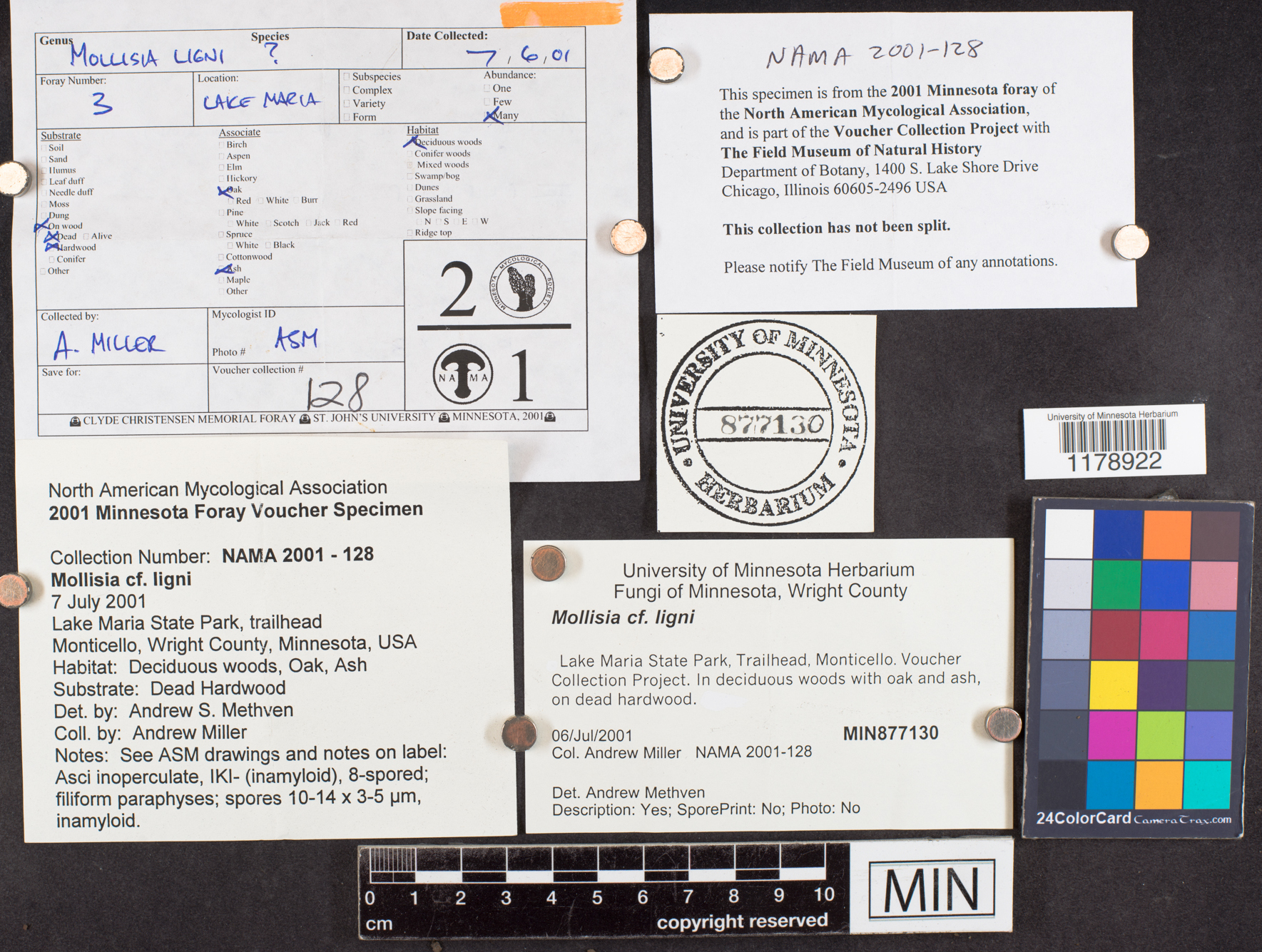 Mollisia ligni image