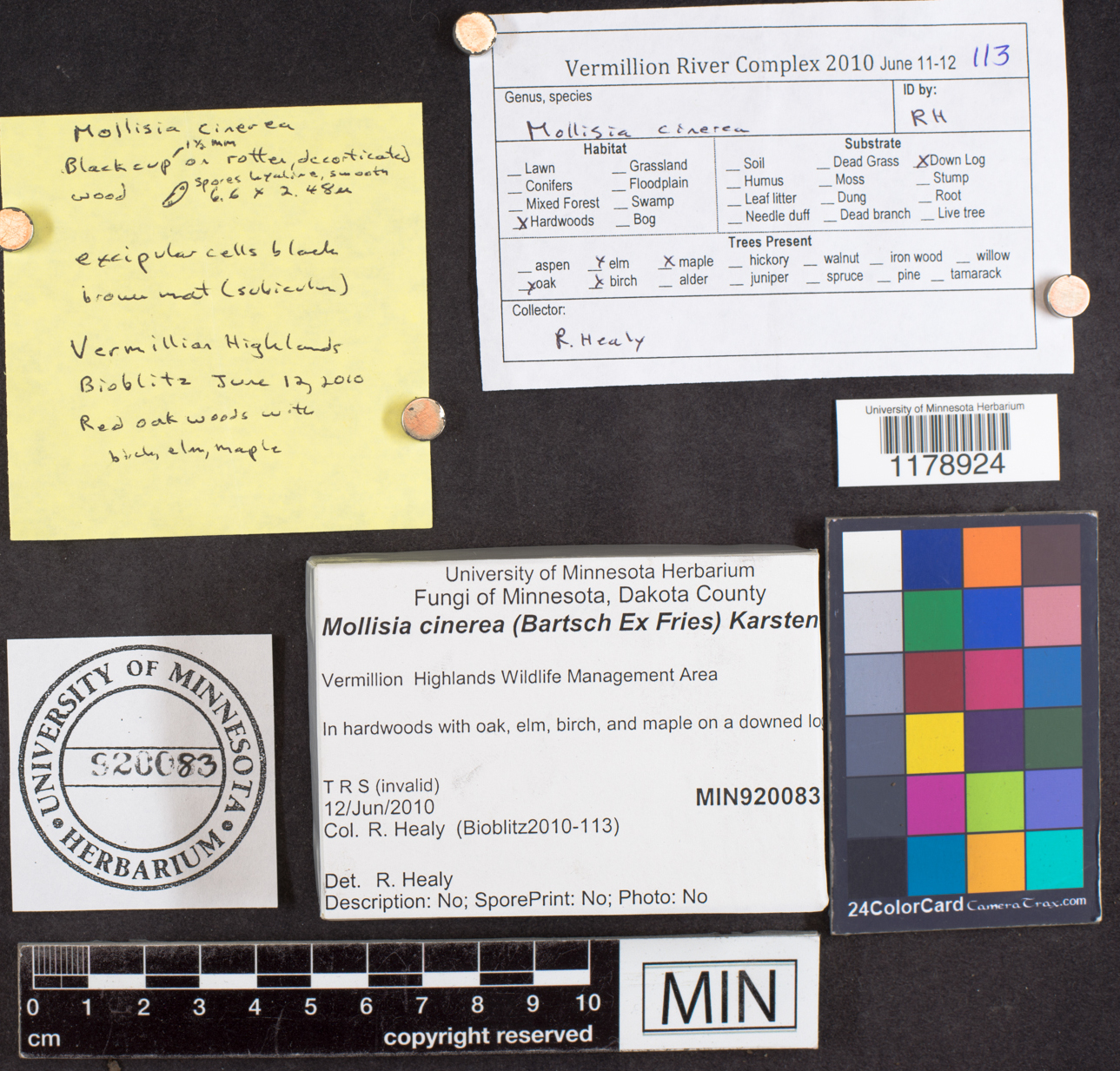 Mollisia cinerea image