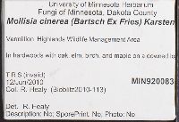 Mollisia cinerea image