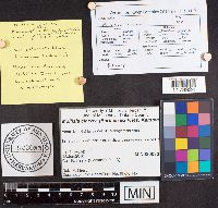 Media resource of Mollisia cinerea