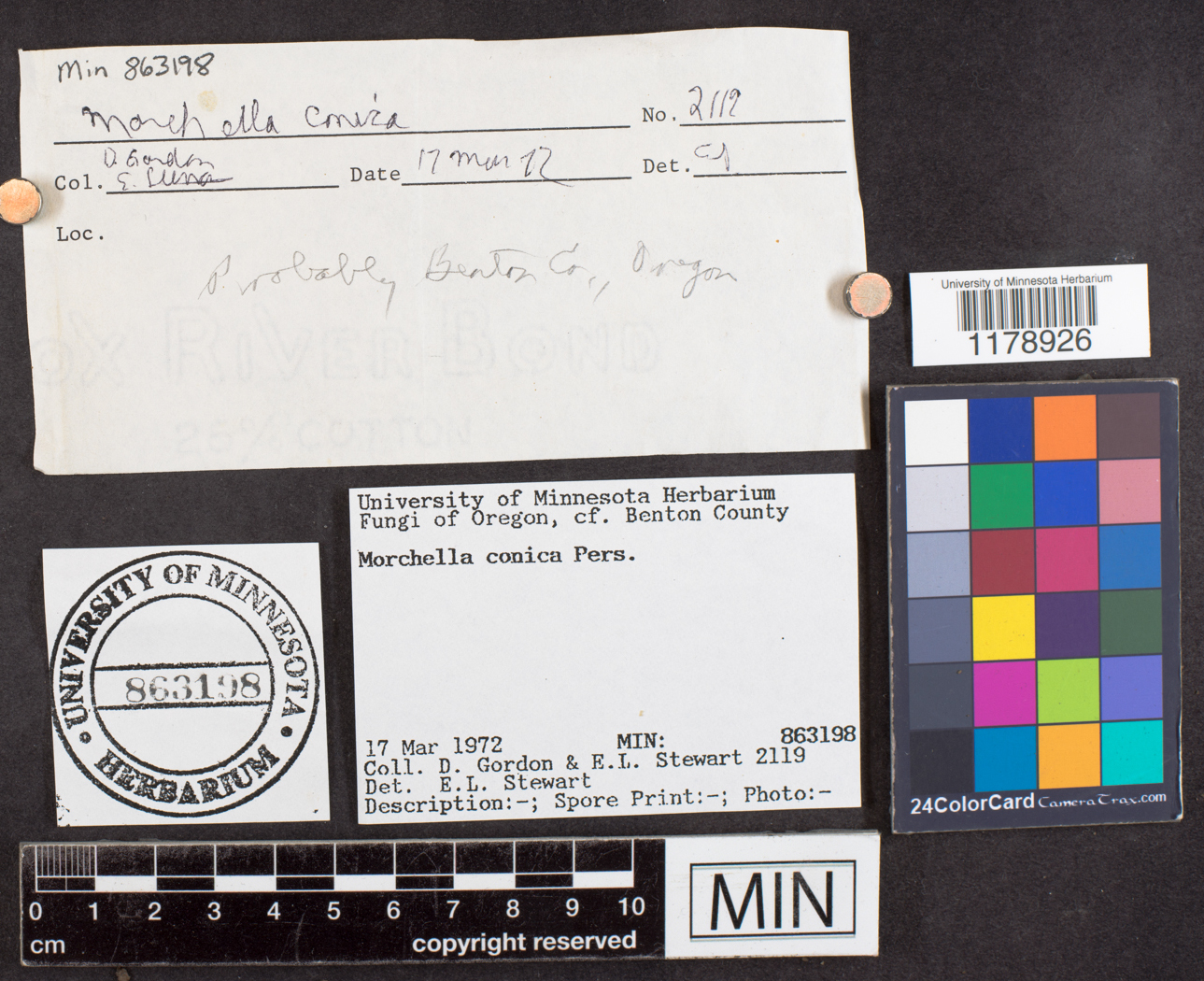 Morchella conica image