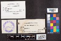 Media resource of Morchella angusticeps