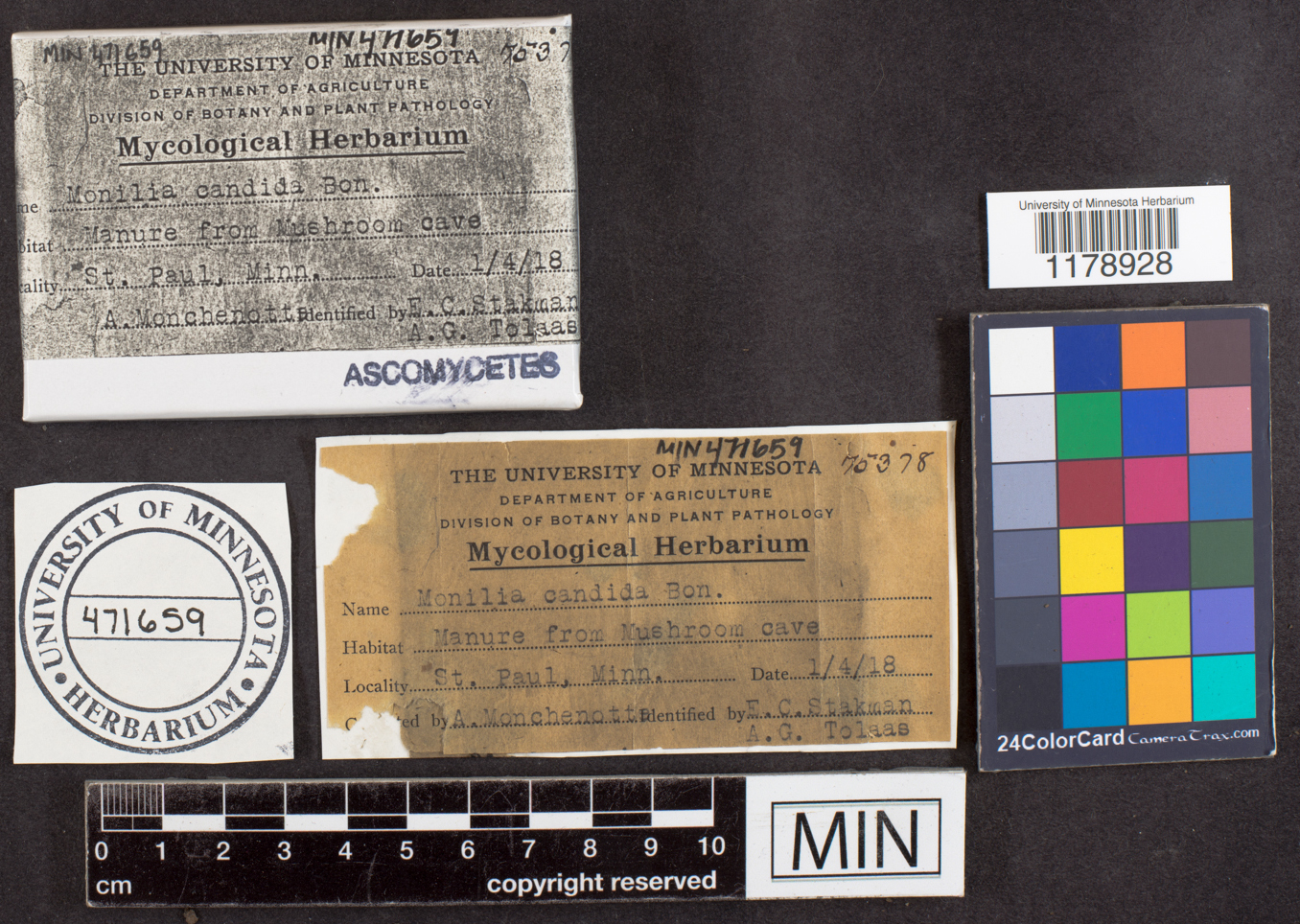 Monilia candida image