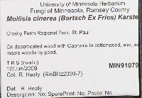 Mollisia cinerea image