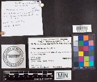 Mollisia cinerea image