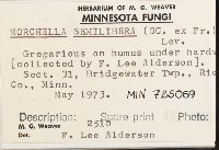 Mitrophora semilibera image