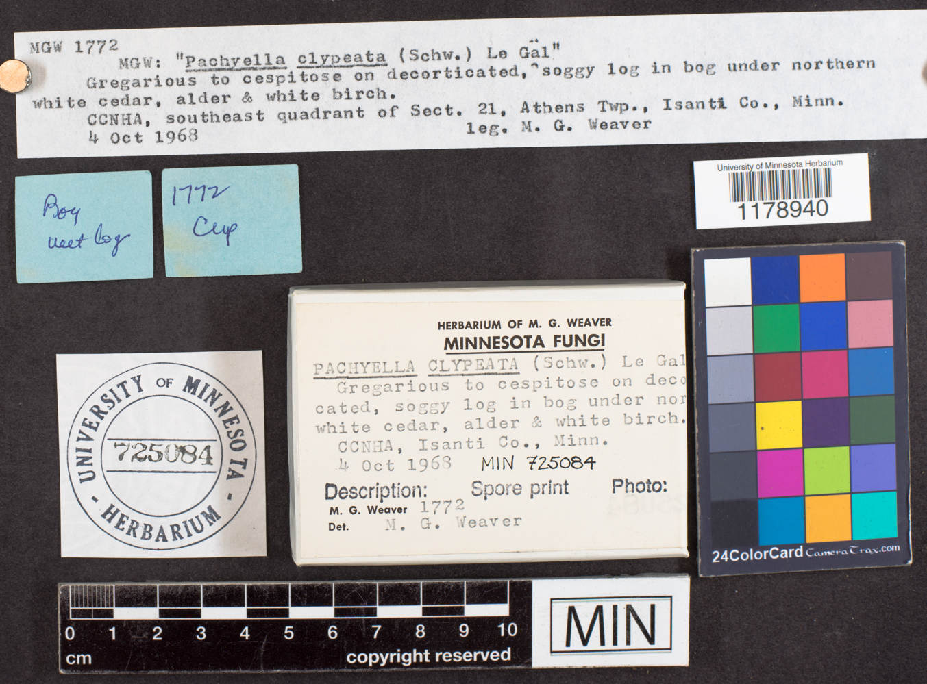 Pachyella clypeata image