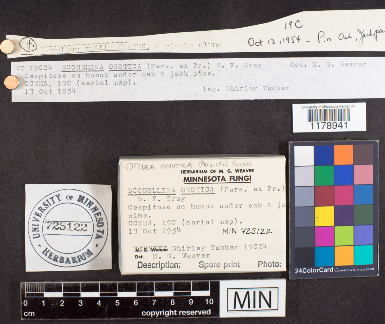 Otidea onotica image