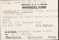 Otidea onotica image