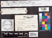 Pachyella clypeata image