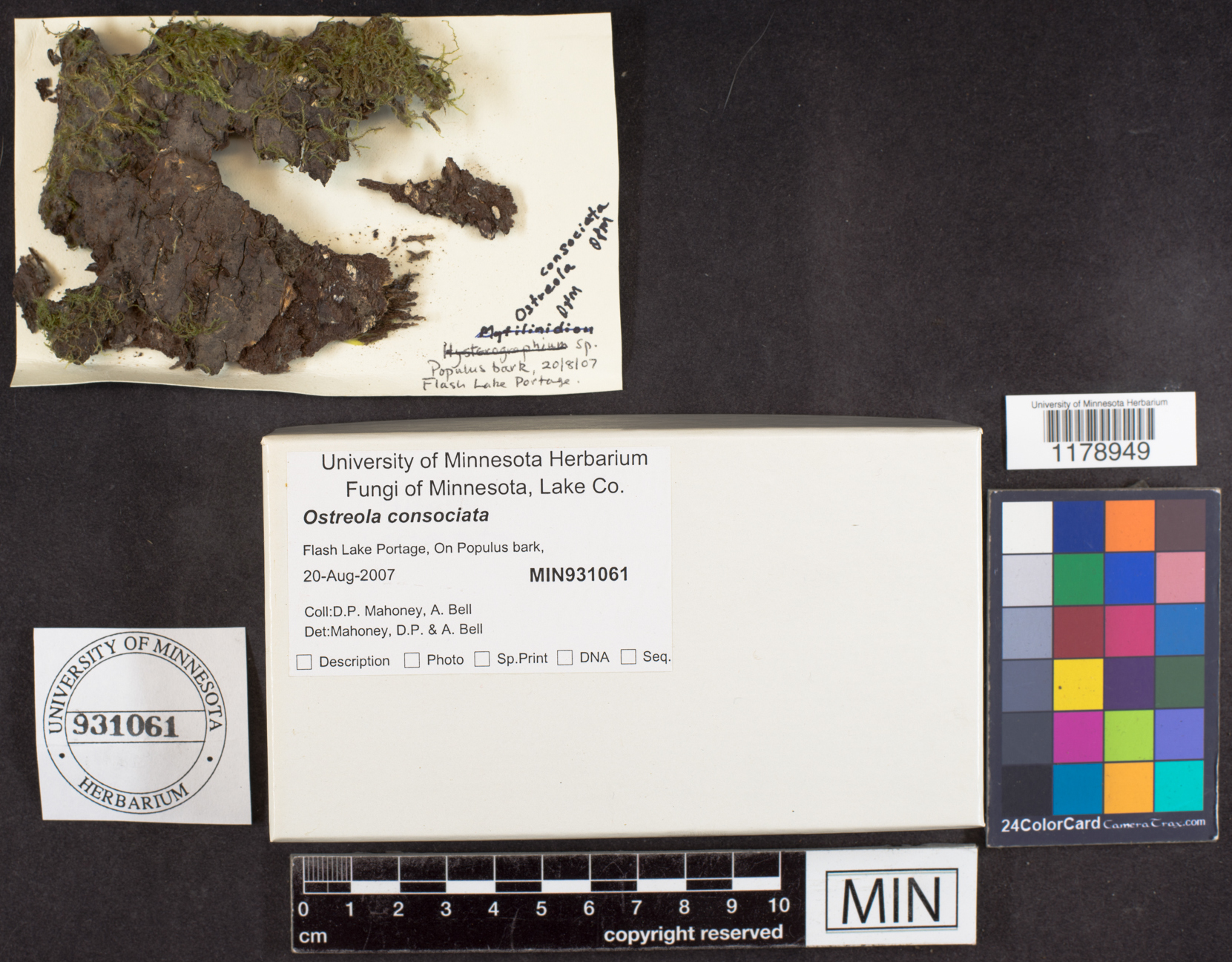 Mytilinidiaceae image