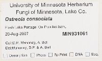 Ostreola consociata image