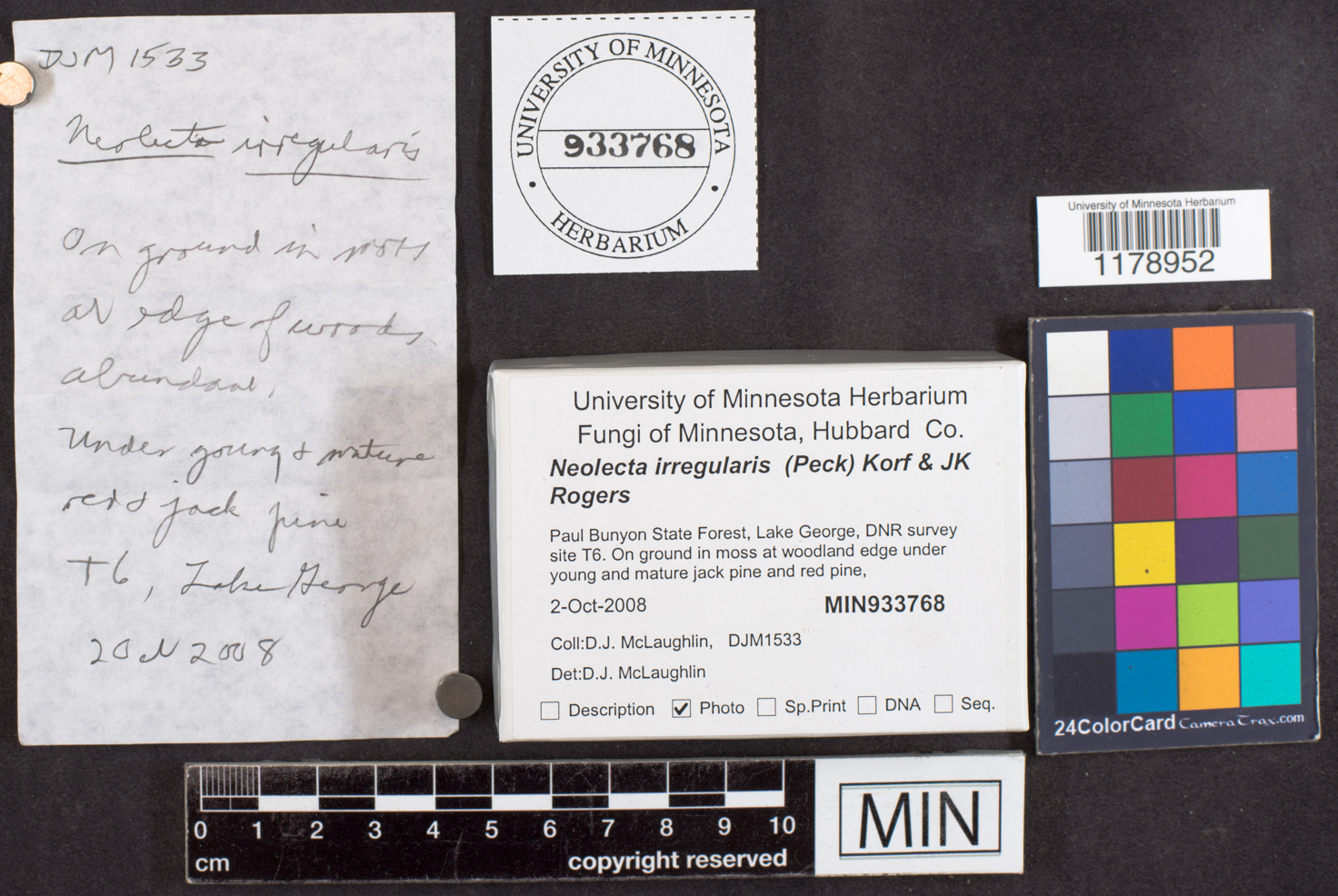 Neolecta irregularis image