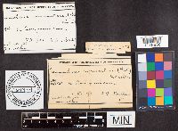 Biscogniauxia nummularia image