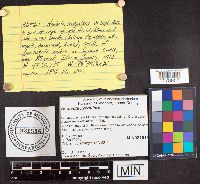 Neolecta irregularis image