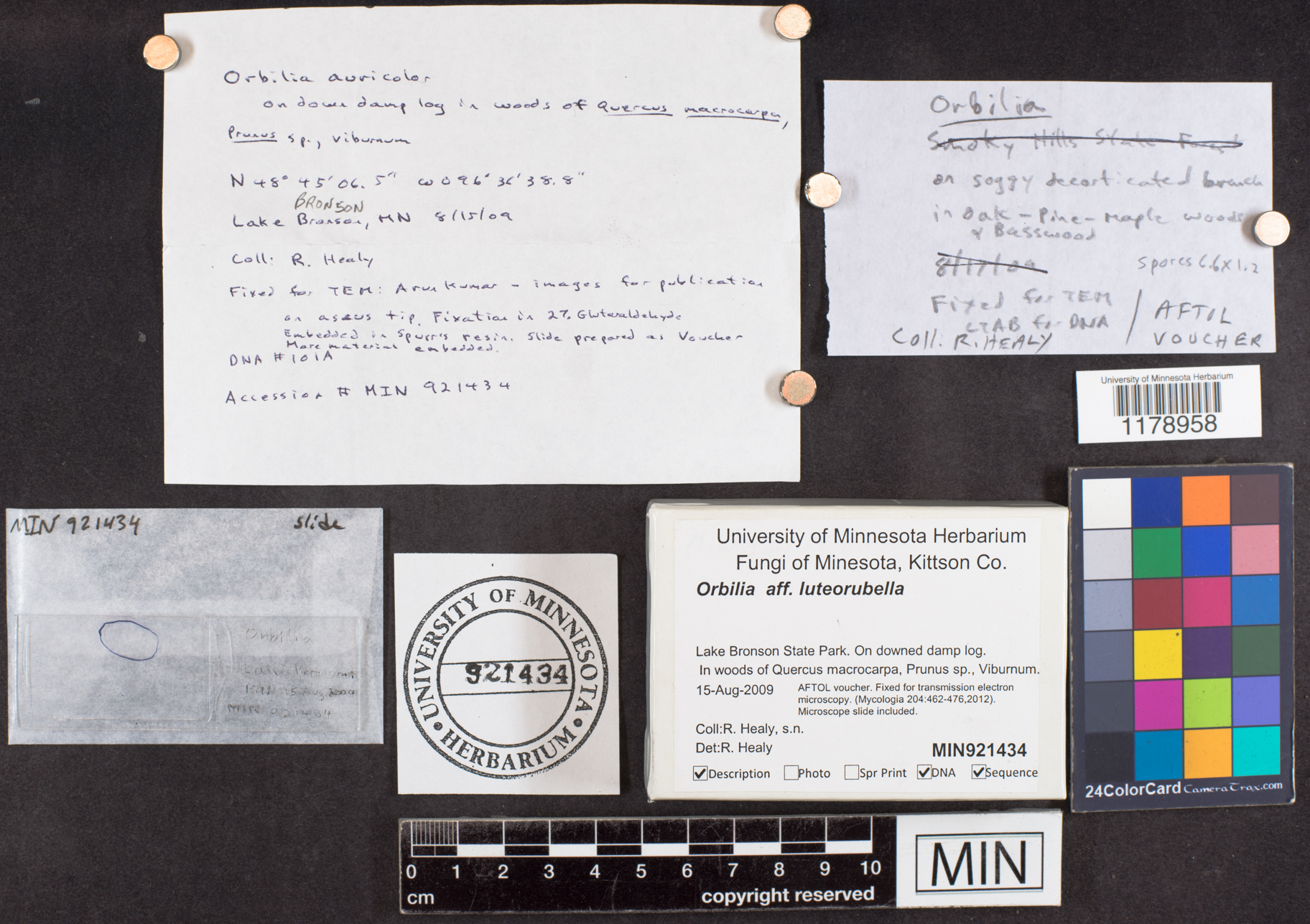 Orbilia luteorubella image